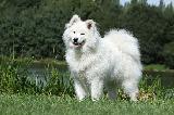 SAMOYEDE